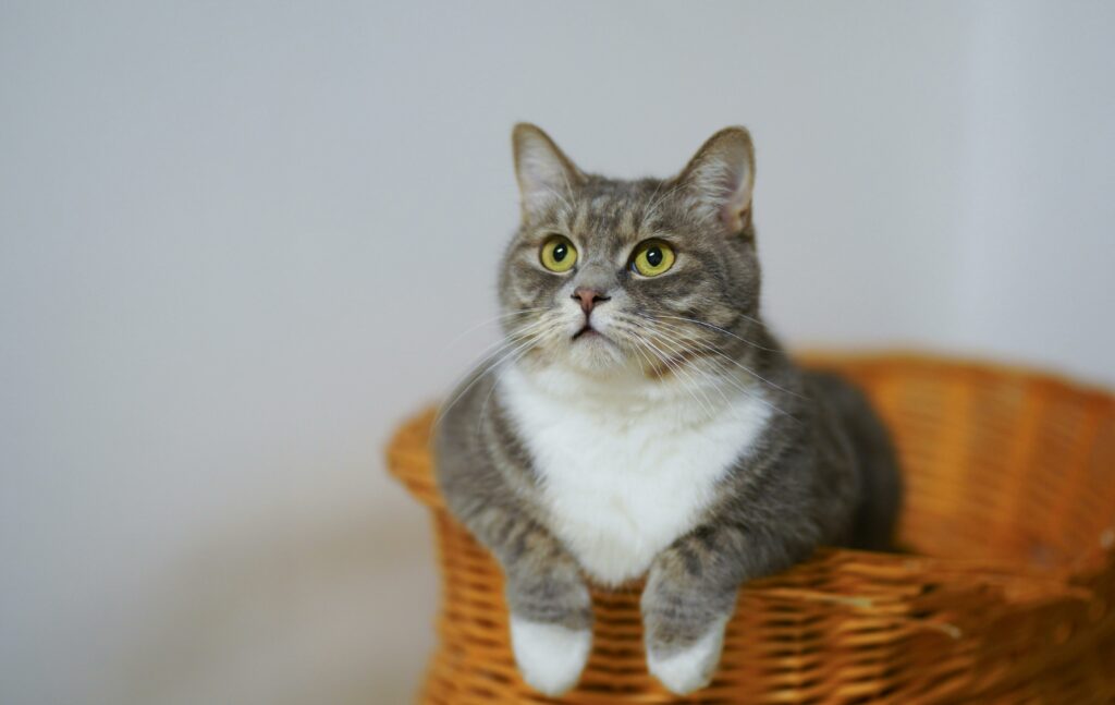 Cat insurance 
Cat in a basket 